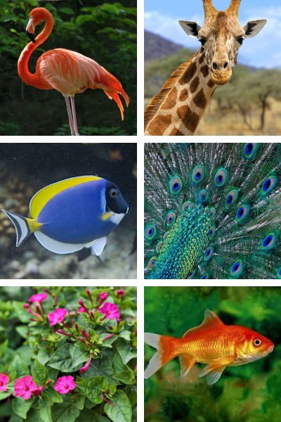 associations de couleurs animaux